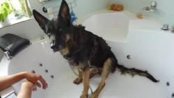 Hygiena a péče u psa. Hygiena a péče u psa.