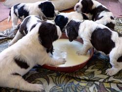 Jak krmit své štěně. Jak krmit své štěně.