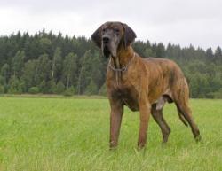 Rozdělení plemen psů a základní charakteristika. Rozdělení plemen psů a základní charakteristika.