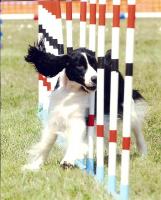 AGILITY AGILITY