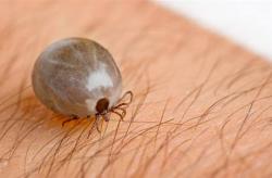 BLECHY, KLÍŠŤATA, VŠENKY A VŠI BLECHY, KLÍŠŤATA, VŠENKY A VŠI