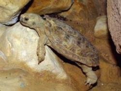 Nároky SUCHOZEMSKÉ ŽELVY Nároky SUCHOZEMSKÉ ŽELVY