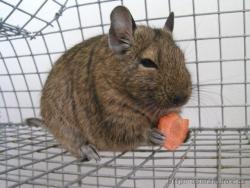 CHOV OSMÁKŮ CHOV OSMÁKŮ