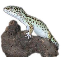 Gekončík Gekončík