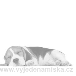 Eukanuba Adult Dachhund (Jezevčík)