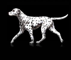 Krmivo pro psy Krmivo pro psy